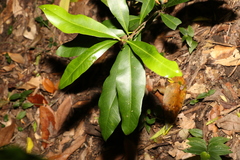 Planchonella australis
