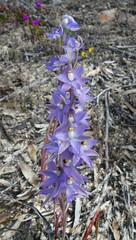 Thelymitra petrophila