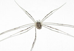 Opilio parietinus