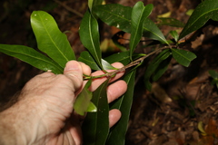 Planchonella australis