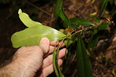 Planchonella australis