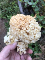 Cauliflower mushroom (Sparassis radicata)