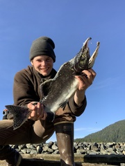 Oncorhynchus gorbuscha