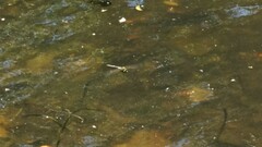 Anax parthenope julius