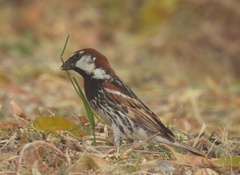 Passer hispaniolensis