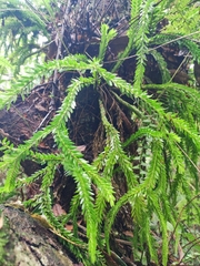 Phlegmariurus fordii