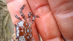 Cyclograpsus granulosus