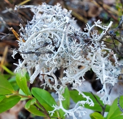 Pseudevernia consocians