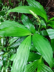 Cephalantheropsis obcordata