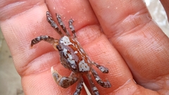 Cyclograpsus granulosus