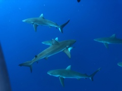 Carcharhinus galapagensis