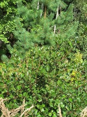 Crataegus flabellata