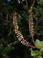 Pterophylla racemosa