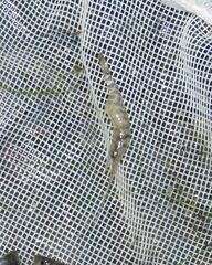 Palaemon kadiakensis