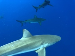 Carcharhinus galapagensis