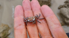 Cyclograpsus granulosus