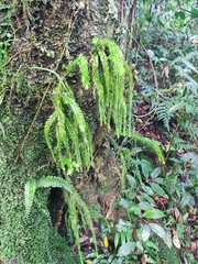 Phlegmariurus fordii