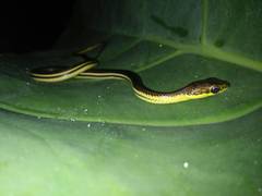 Dendrelaphis caudolineatus