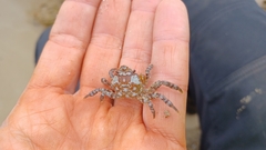 Cyclograpsus granulosus