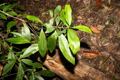 Planchonella australis