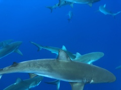 Carcharhinus galapagensis