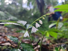 Codonacanthus pauciflorus