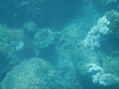Cephalopholis panamensis