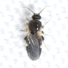 Forcipomyia