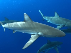 Carcharhinus galapagensis