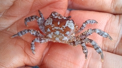 Cyclograpsus granulosus