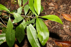 Planchonella australis