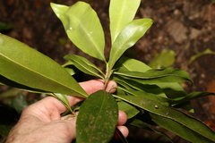 Planchonella australis