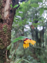 Bulbophyllum retusiusculum