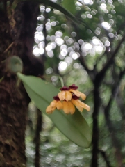 Bulbophyllum retusiusculum