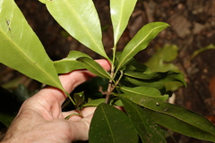 Planchonella australis