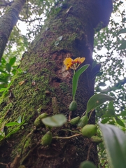 Bulbophyllum retusiusculum