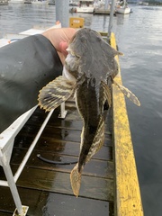 Leptocottus armatus