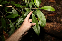 Planchonella australis