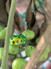 Chrysocoris stollii