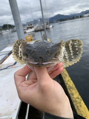 Leptocottus armatus