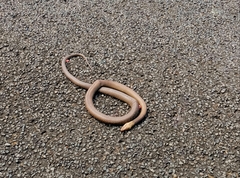 Pseudonaja affinis affinis