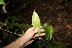 Planchonella australis