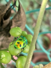 Chrysocoris stollii
