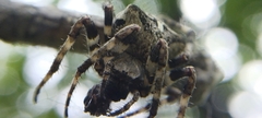 Araneus angulatus