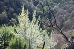 Aspalathus florifera