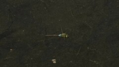 Anax parthenope julius