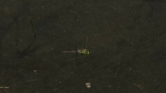 Anax parthenope julius