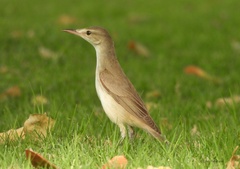 Acrocephalus griseldis