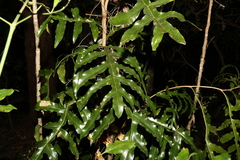 Stenocarpus sinuatus