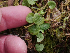 Pterostylis trullifolia